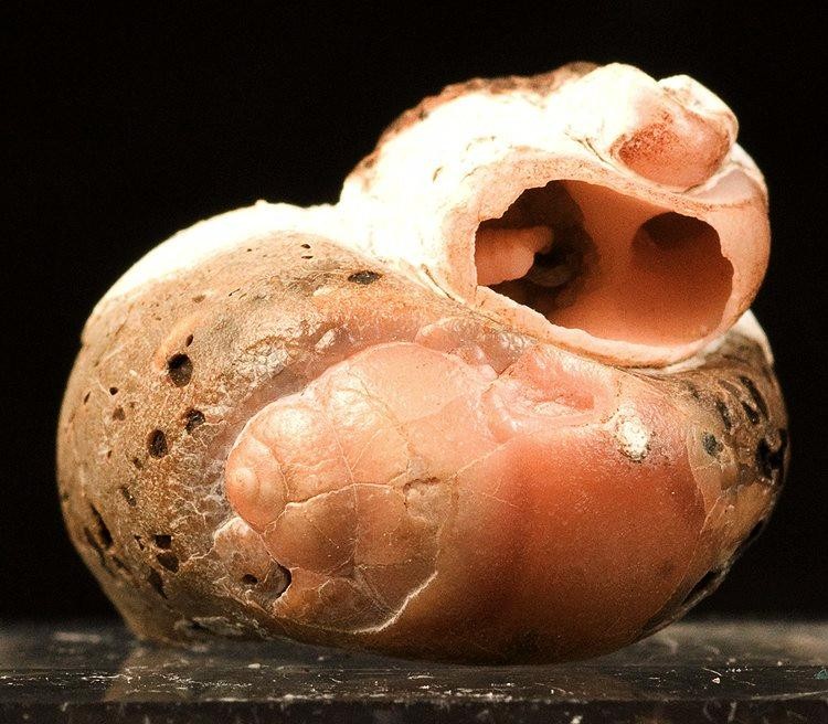 Rhodochrosite gemstone specimen